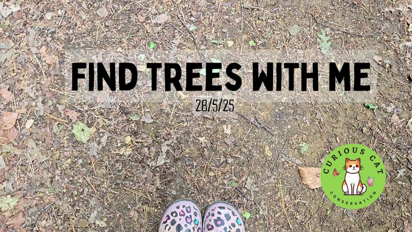 Find Trees with me II